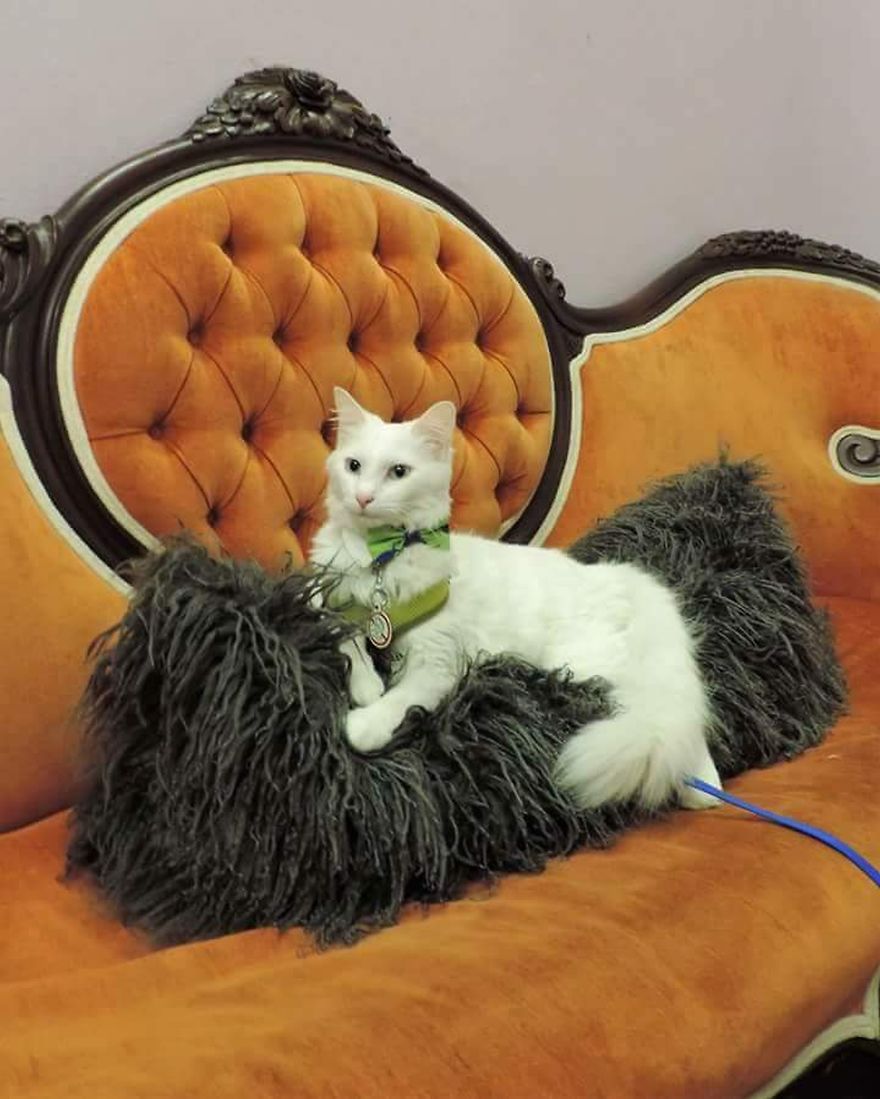 This Cat Has A Bigger Wardrobe Than His Owner This Cat Has A Bigger Wardrobe Than His Owner