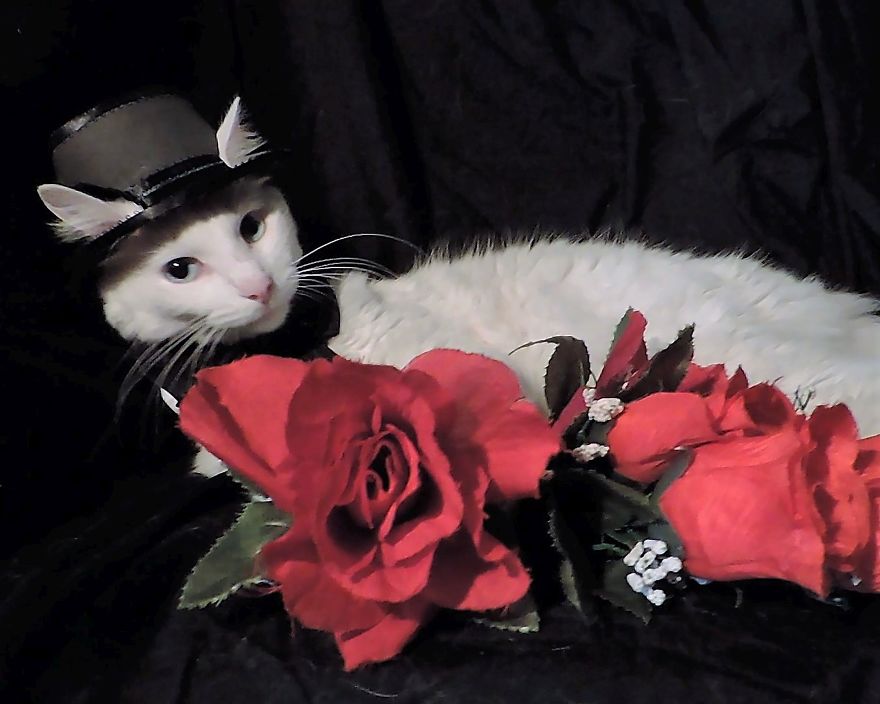 This Cat Has A Bigger Wardrobe Than His Owner This Cat Has A Bigger Wardrobe Than His Owner