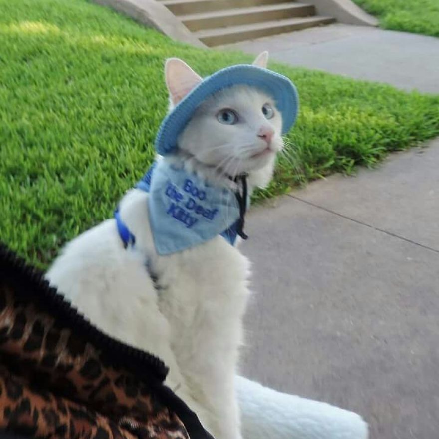 This Cat Has A Bigger Wardrobe Than His Owner This Cat Has A Bigger Wardrobe Than His Owner