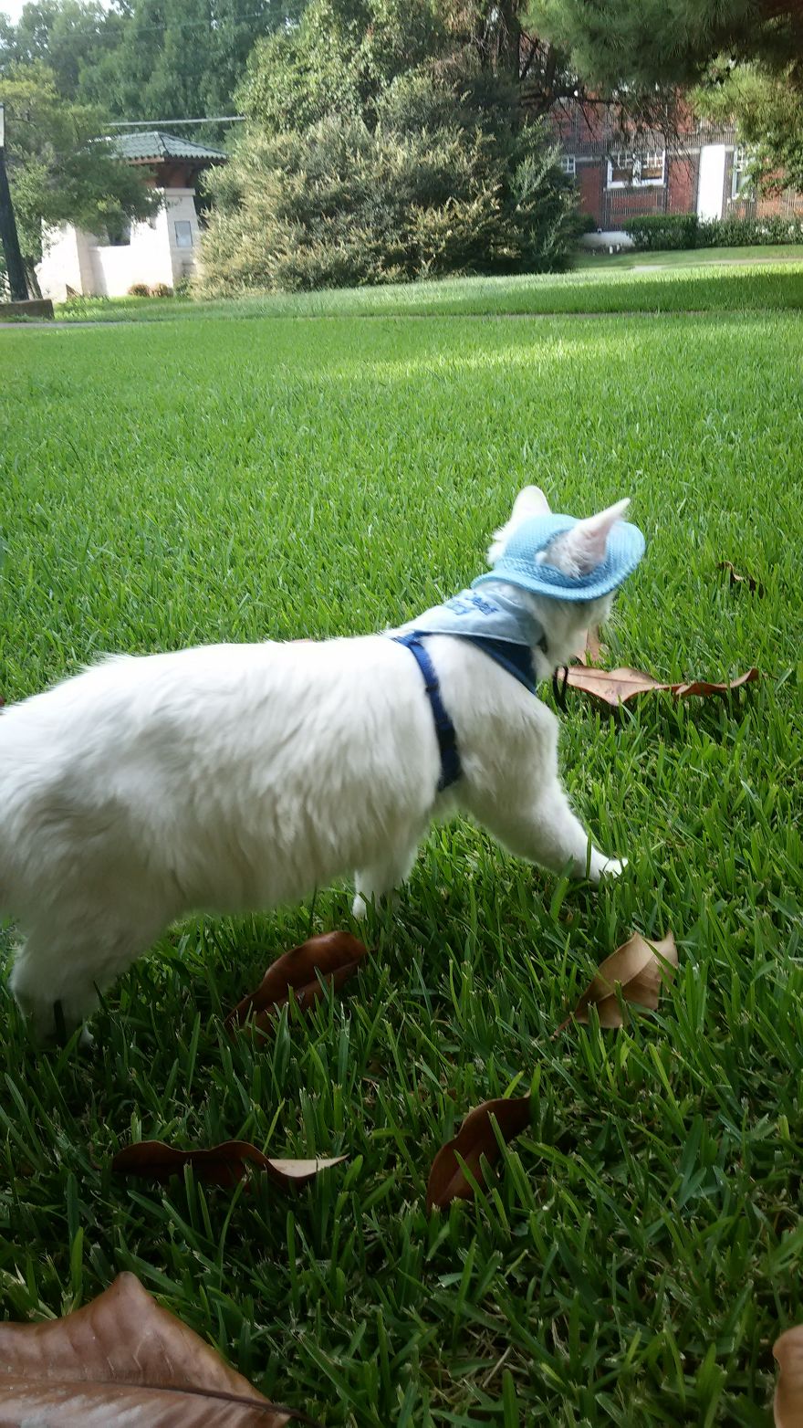 This Cat Has A Bigger Wardrobe Than His Owner This Cat Has A Bigger Wardrobe Than His Owner