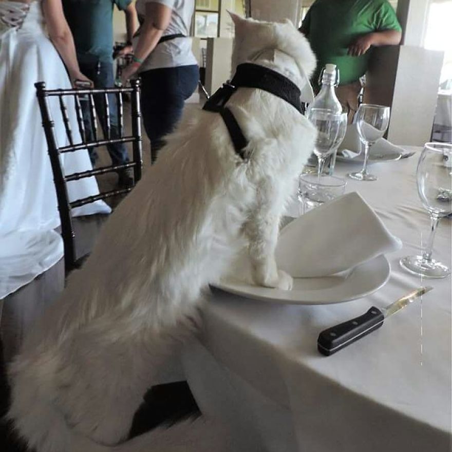 This Cat Has A Bigger Wardrobe Than His Owner This Cat Has A Bigger Wardrobe Than His Owner