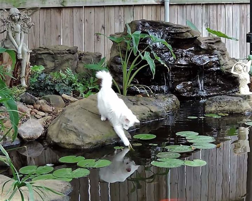 This Cat Has A Bigger Wardrobe Than His Owner This Cat Has A Bigger Wardrobe Than His Owner