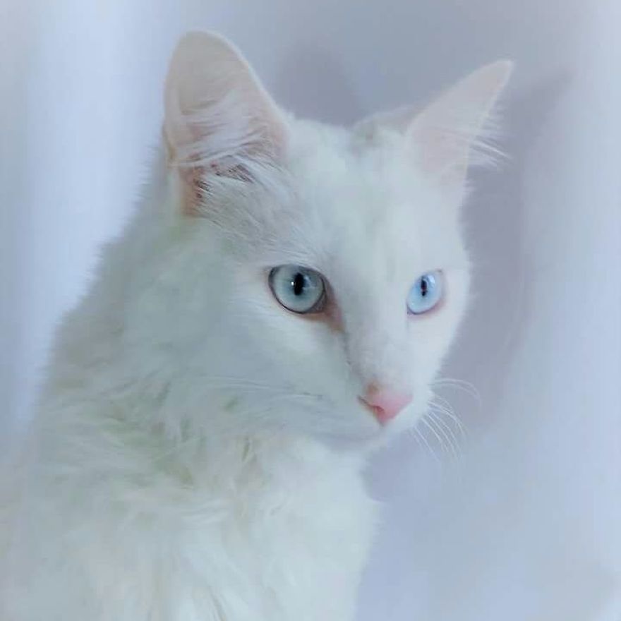 This Cat Has A Bigger Wardrobe Than His Owner This Cat Has A Bigger Wardrobe Than His Owner
