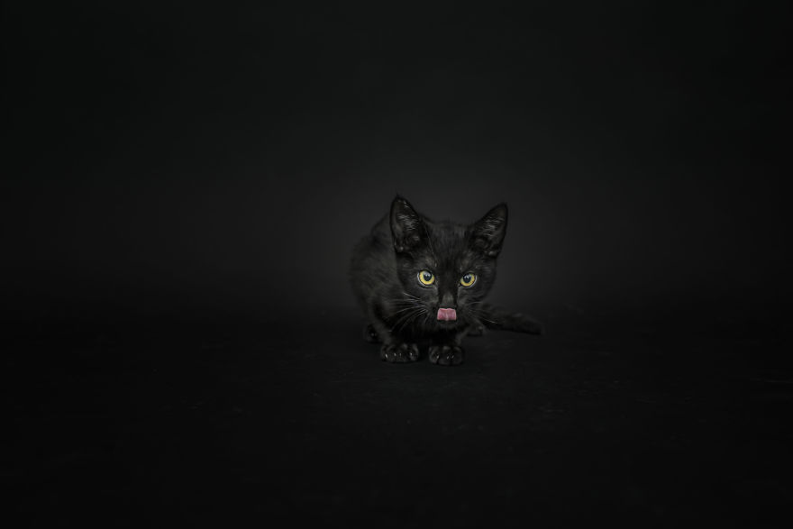 I Photographed Black Cats For Halloween I Photographed Black Cats For Halloween