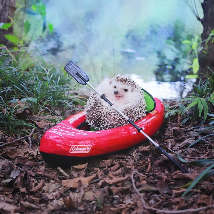 Tiny Hedgehog Goes Camping, And His Pics Are The Best Thing You&#8217;ll See Today