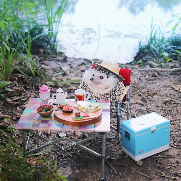 Tiny Hedgehog Goes Camping, And His Pics Are The Best Thing You&#8217;ll See Today