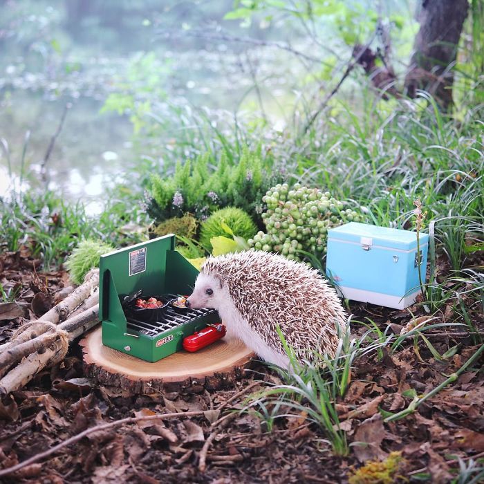 Tiny Hedgehog Goes Camping, And His Pics Are The Best Thing You&#8217;ll See Today