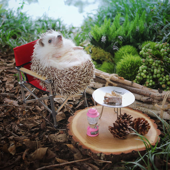 Tiny Hedgehog Goes Camping, And His Pics Are The Best Thing You&#8217;ll See Today