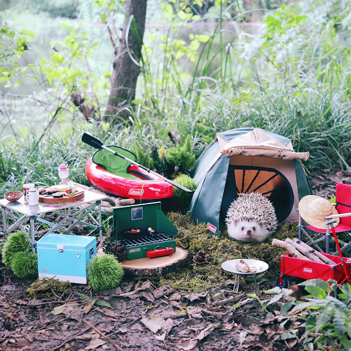Tiny Hedgehog Goes Camping, And His Pics Are The Best Thing You&#8217;ll See Today