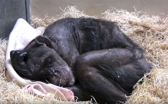 59-Year-Old Dying Chimp Refuses Food, But Then She Recognizes Her Old Caretaker’s Voice 59-Year-Old Dying Chimp Refuses Food, But Then She Recognizes Her Old Caretaker’s Voice