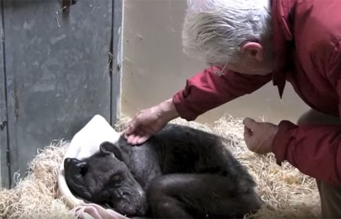 59-Year-Old Dying Chimp Refuses Food, But Then She Recognizes Her Old Caretaker’s Voice 59-Year-Old Dying Chimp Refuses Food, But Then She Recognizes Her Old Caretaker’s Voice