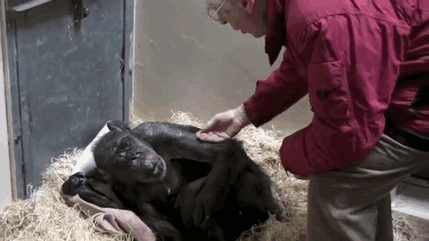59-Year-Old Dying Chimp Refuses Food, But Then She Recognizes Her Old Caretaker’s Voice 59-Year-Old Dying Chimp Refuses Food, But Then She Recognizes Her Old Caretaker’s Voice