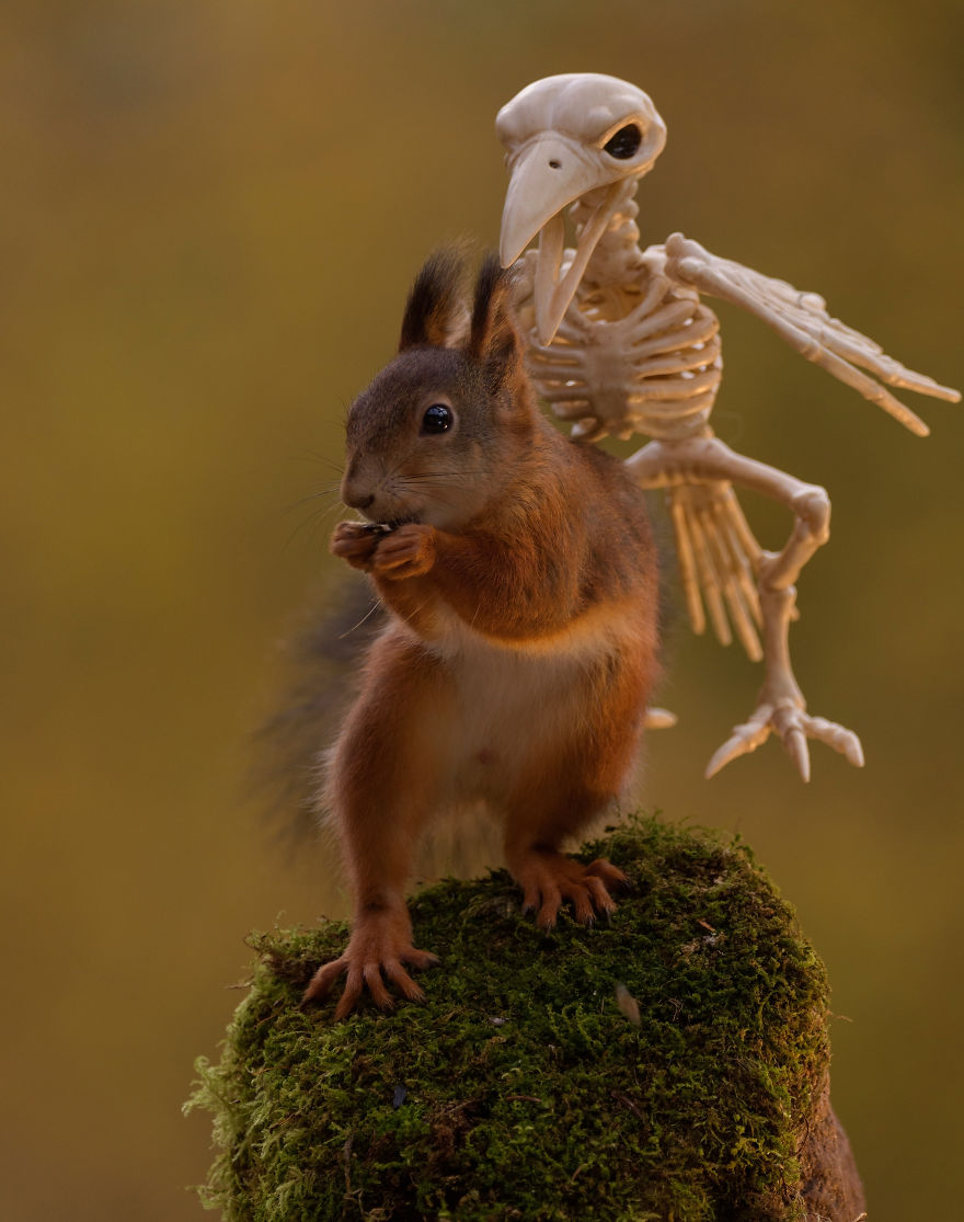 Here&#8217;s How Squirrels Celebrate Halloween