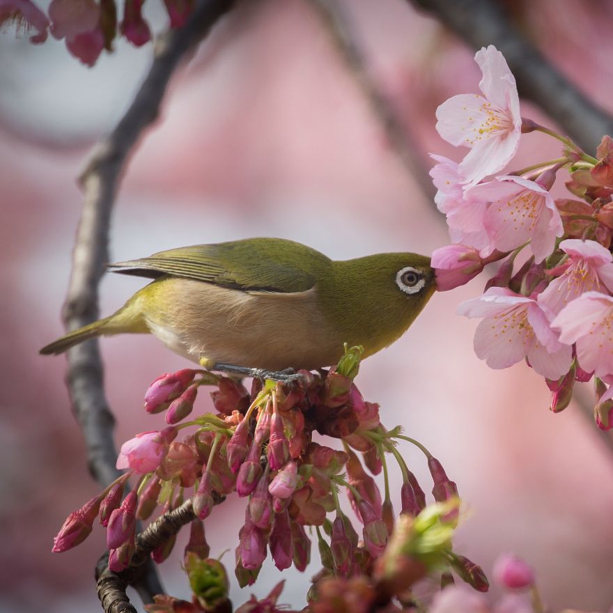 I Capture The Simple Beauty Of Nature In Japan I Capture The Simple Beauty Of Nature In Japan