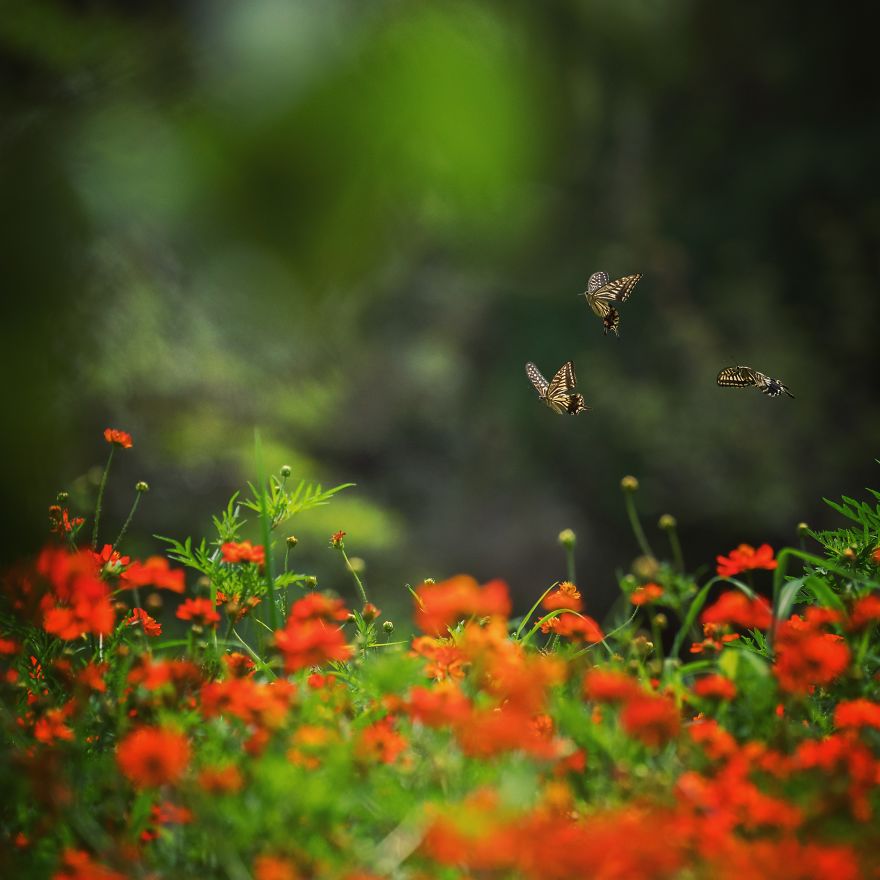 I Capture The Simple Beauty Of Nature In Japan I Capture The Simple Beauty Of Nature In Japan