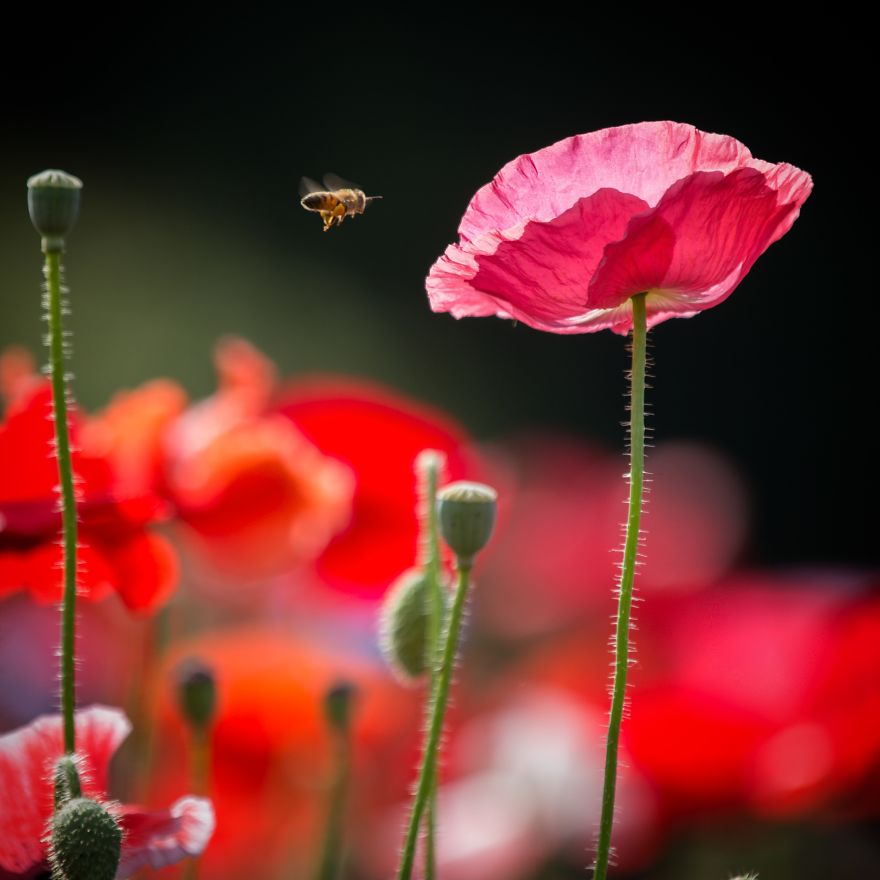 I Capture The Simple Beauty Of Nature In Japan I Capture The Simple Beauty Of Nature In Japan