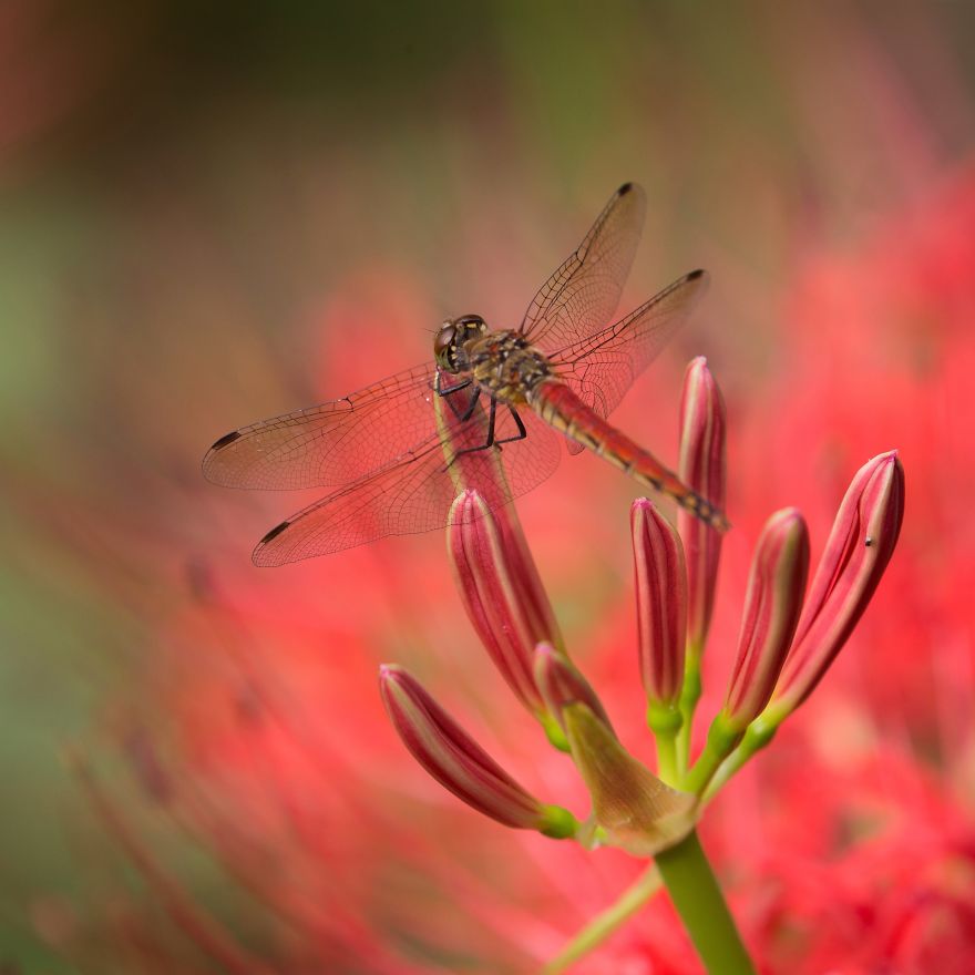 I Capture The Simple Beauty Of Nature In Japan I Capture The Simple Beauty Of Nature In Japan
