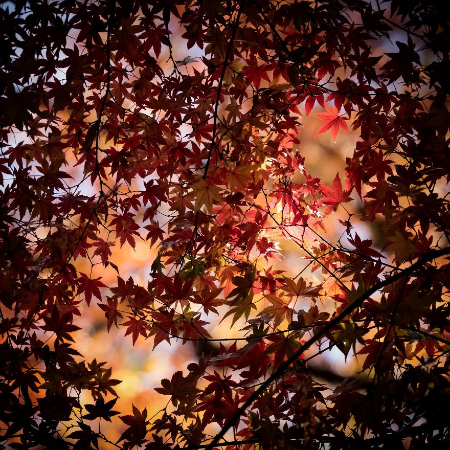 I Capture The Simple Beauty Of Nature In Japan I Capture The Simple Beauty Of Nature In Japan