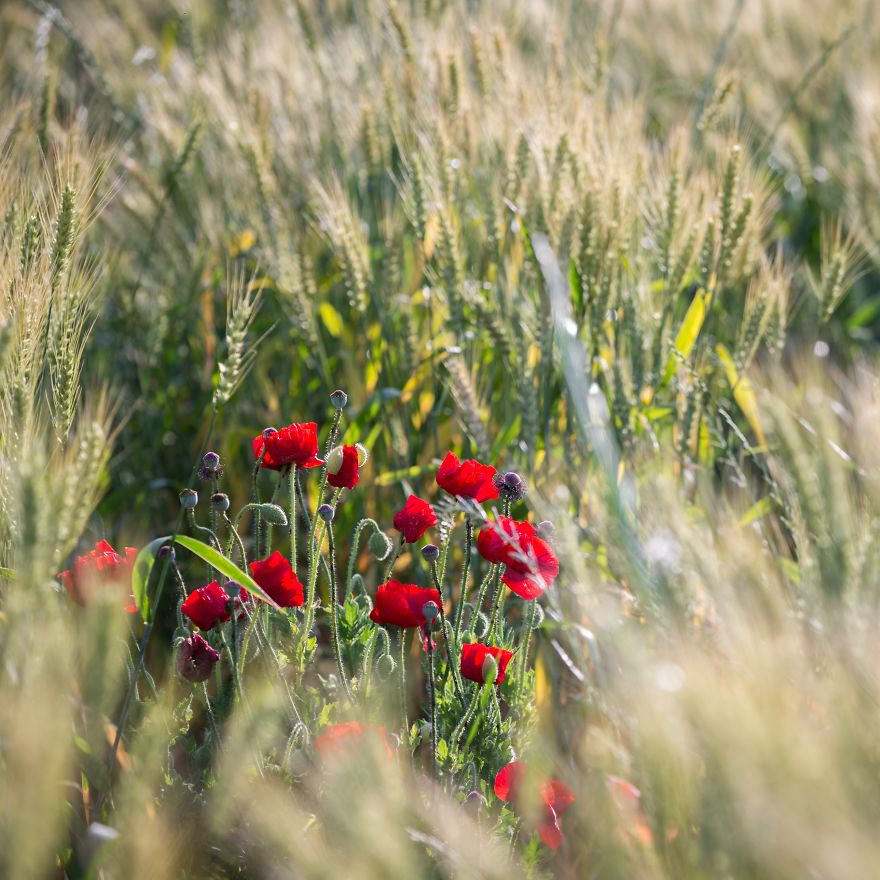 I Capture The Simple Beauty Of Nature In Japan I Capture The Simple Beauty Of Nature In Japan