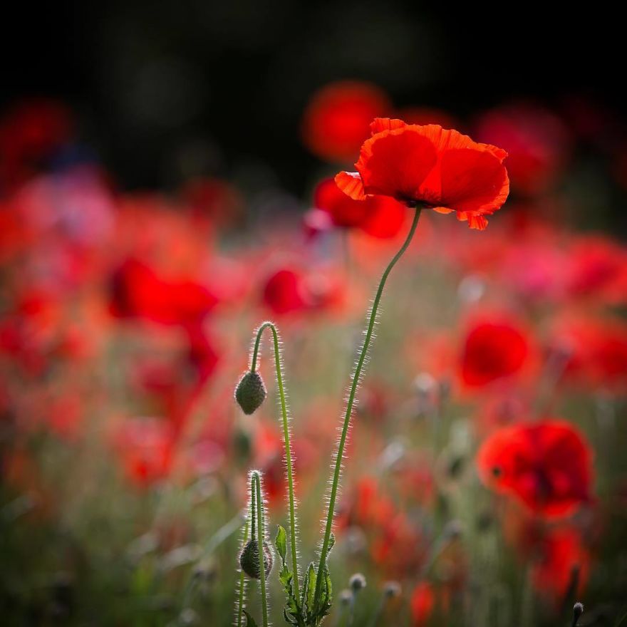 I Capture The Simple Beauty Of Nature In Japan I Capture The Simple Beauty Of Nature In Japan