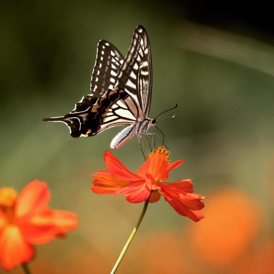 I Capture The Simple Beauty Of Nature In Japan I Capture The Simple Beauty Of Nature In Japan