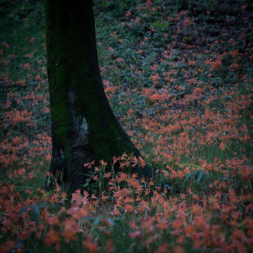 I Capture The Simple Beauty Of Nature In Japan I Capture The Simple Beauty Of Nature In Japan