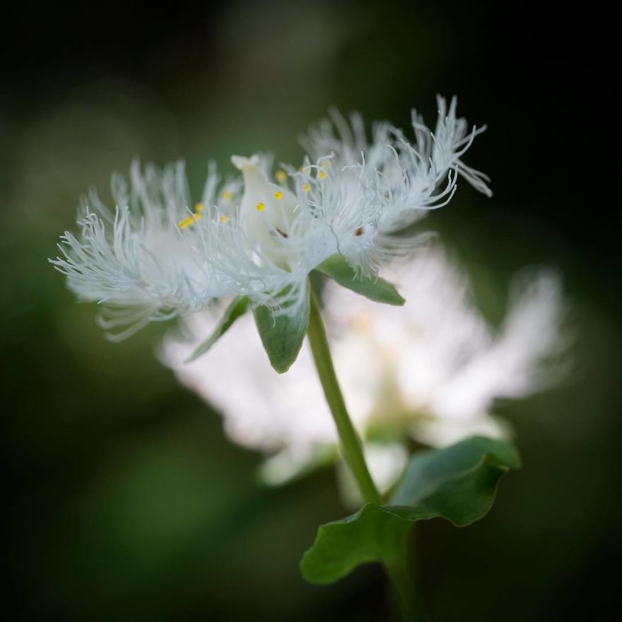 I Capture The Simple Beauty Of Nature In Japan I Capture The Simple Beauty Of Nature In Japan