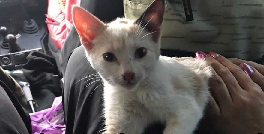 Courageous Kitten Swims In Icy River In Search Of Salvation
