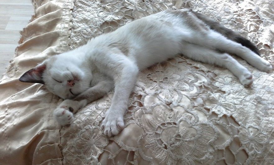 Courageous Kitten Swims In Icy River In Search Of Salvation