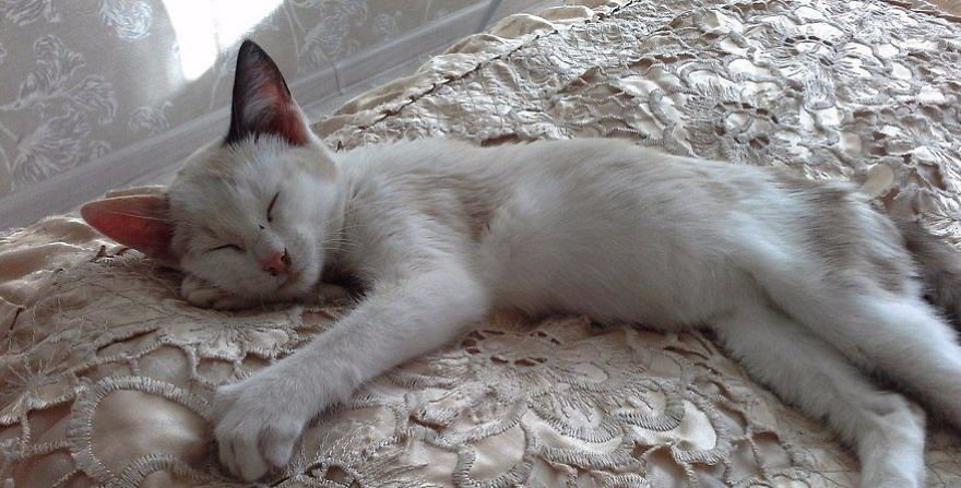 Courageous Kitten Swims In Icy River In Search Of Salvation