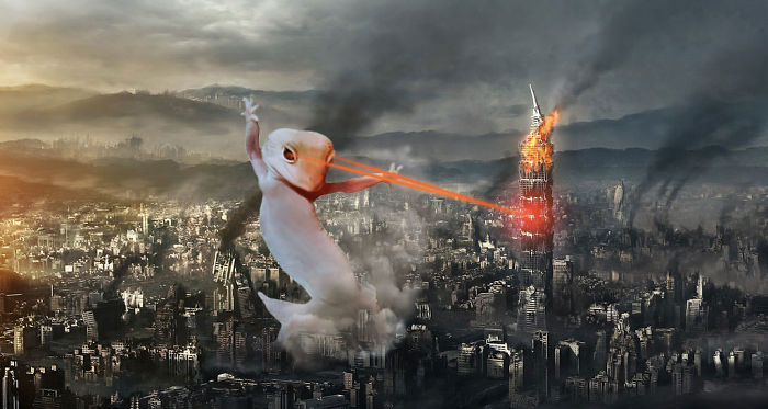 Ridiculously Photogenic Gecko Inspires Photoshop Battle, And It&#8217;s Hilarious (Add Yours!)