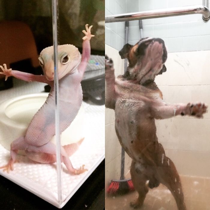 Ridiculously Photogenic Gecko Inspires Photoshop Battle, And It&#8217;s Hilarious (Add Yours!)