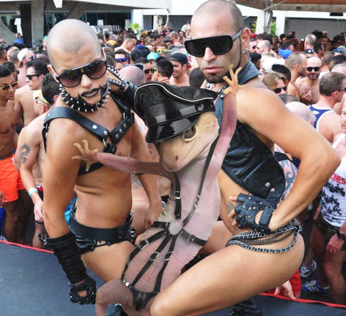 Ridiculously Photogenic Gecko Inspires Photoshop Battle, And It&#8217;s Hilarious (Add Yours!)