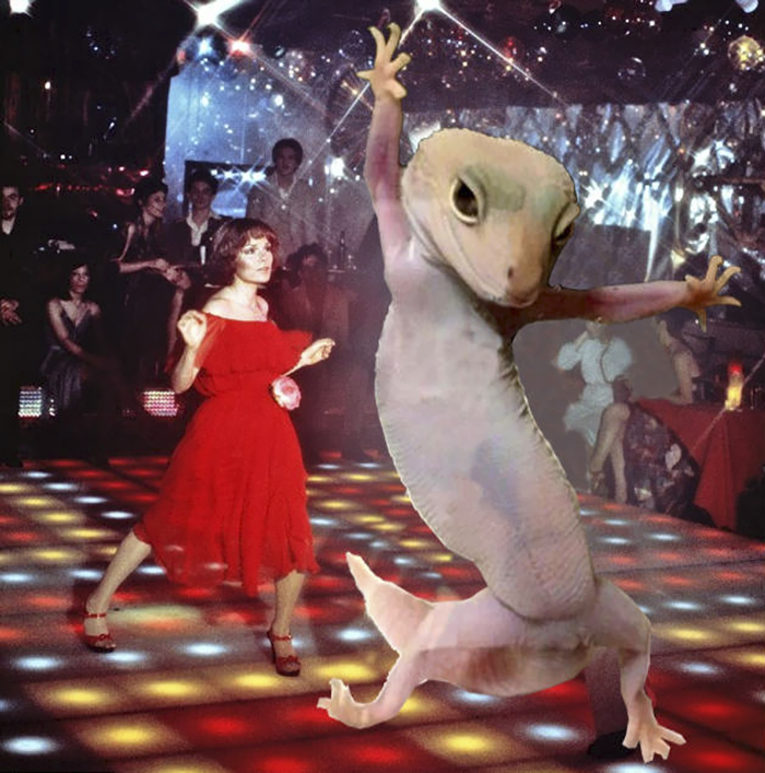 Ridiculously Photogenic Gecko Inspires Photoshop Battle, And It&#8217;s Hilarious (Add Yours!)