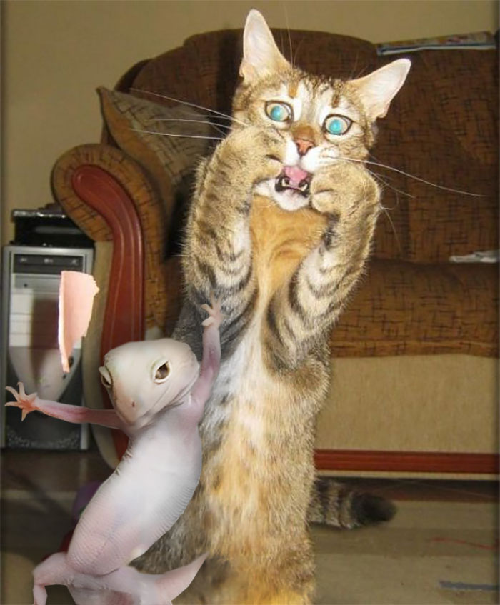 Ridiculously Photogenic Gecko Inspires Photoshop Battle, And It&#8217;s Hilarious (Add Yours!)