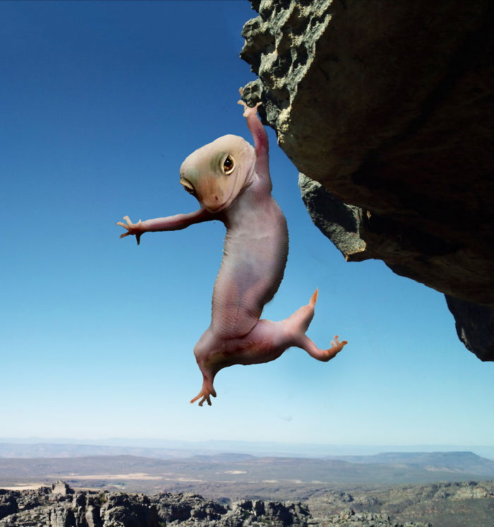 Ridiculously Photogenic Gecko Inspires Photoshop Battle, And It&#8217;s Hilarious (Add Yours!)