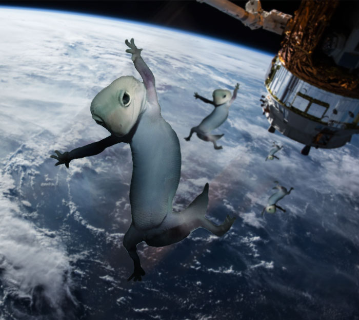 Ridiculously Photogenic Gecko Inspires Photoshop Battle, And It&#8217;s Hilarious (Add Yours!)