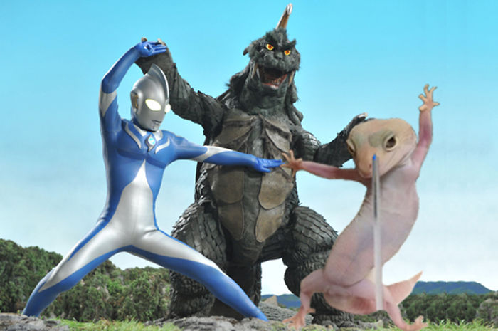 Ridiculously Photogenic Gecko Inspires Photoshop Battle, And It&#8217;s Hilarious (Add Yours!)