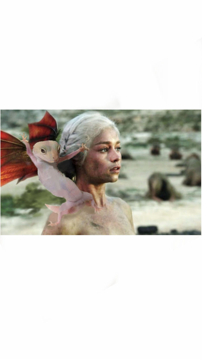 Ridiculously Photogenic Gecko Inspires Photoshop Battle, And It&#8217;s Hilarious (Add Yours!)