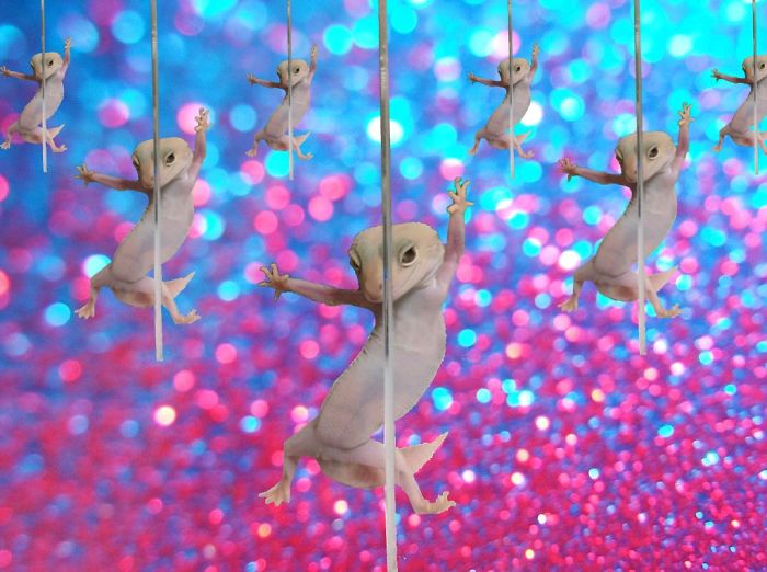 Ridiculously Photogenic Gecko Inspires Photoshop Battle, And It&#8217;s Hilarious (Add Yours!)