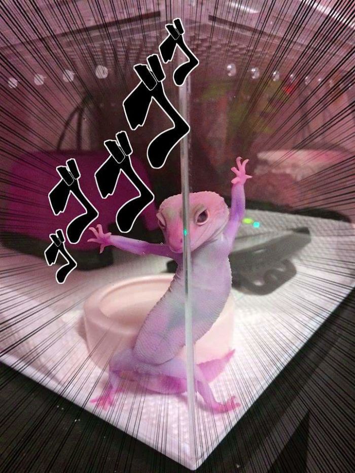 Ridiculously Photogenic Gecko Inspires Photoshop Battle, And It&#8217;s Hilarious (Add Yours!)