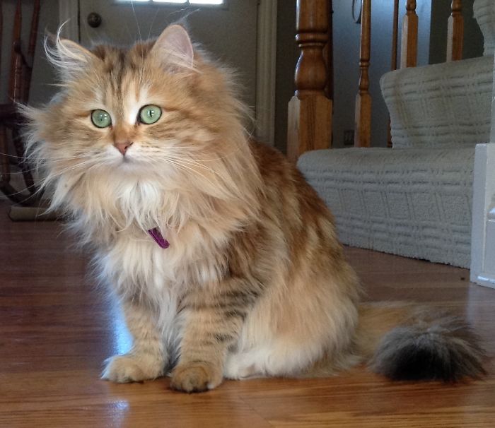 Ambrosia, The Most Beautiful Girl In The World Ambrosia, The Most Beautiful Girl In The World