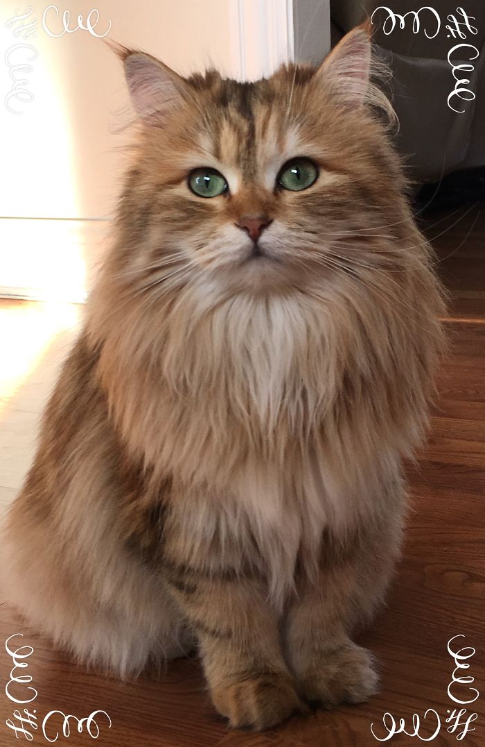 Ambrosia, The Most Beautiful Girl In The World Ambrosia, The Most Beautiful Girl In The World