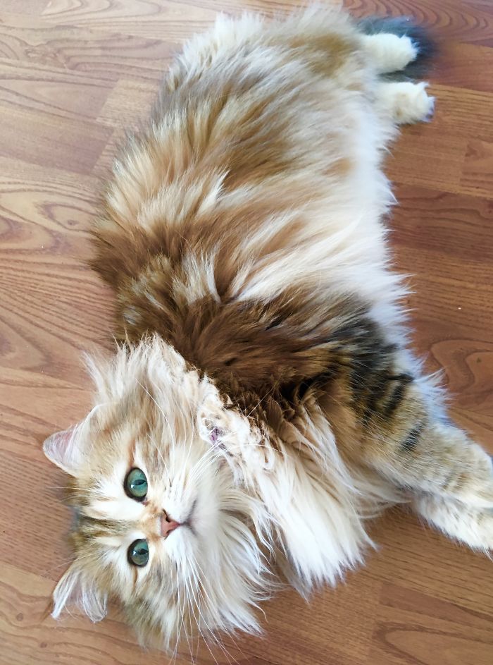 Ambrosia, The Most Beautiful Girl In The World Ambrosia, The Most Beautiful Girl In The World