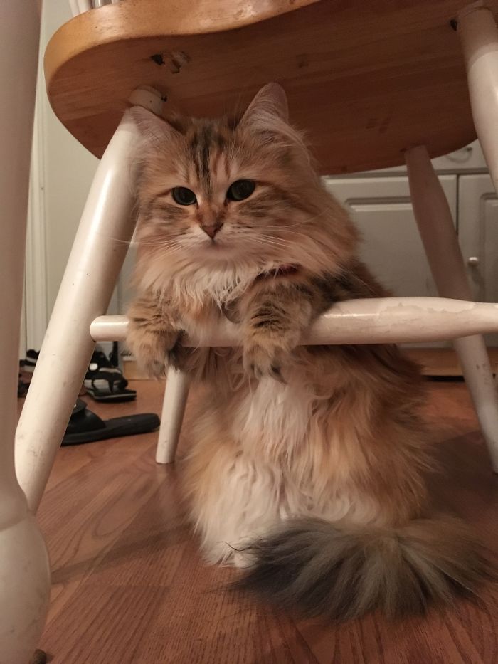 Ambrosia, The Most Beautiful Girl In The World Ambrosia, The Most Beautiful Girl In The World