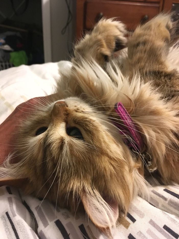 Ambrosia, The Most Beautiful Girl In The World Ambrosia, The Most Beautiful Girl In The World