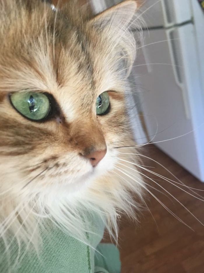 Ambrosia, The Most Beautiful Girl In The World Ambrosia, The Most Beautiful Girl In The World