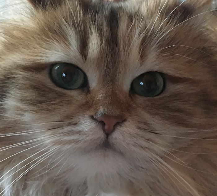 Ambrosia, The Most Beautiful Girl In The World Ambrosia, The Most Beautiful Girl In The World