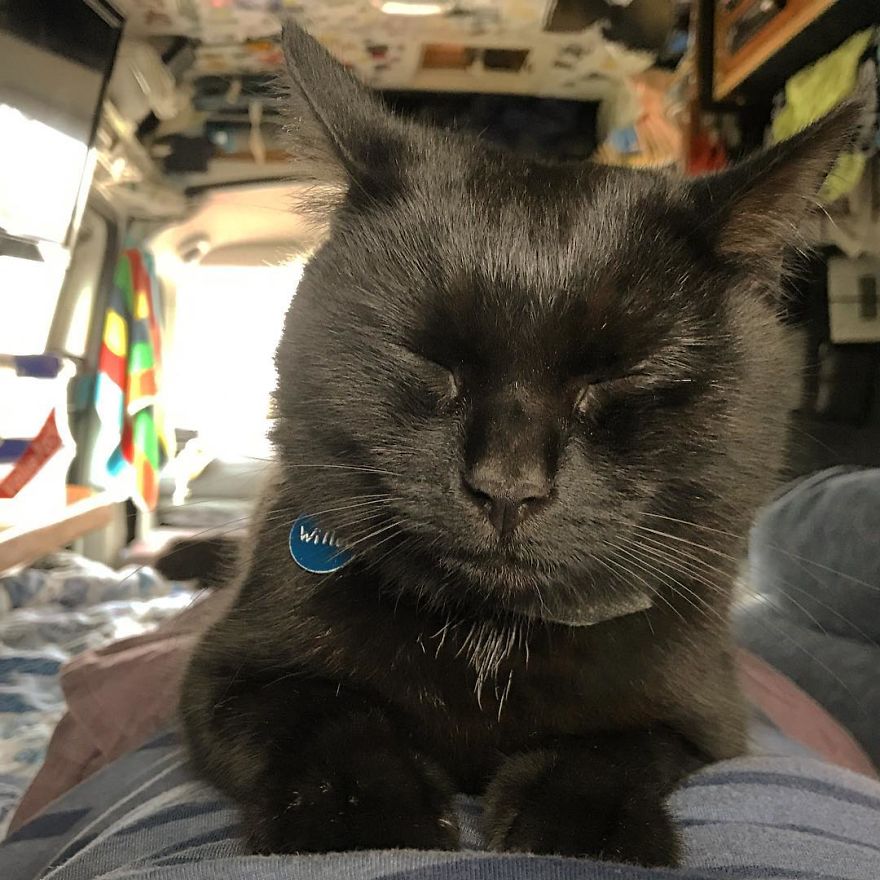 2,5 Years Ago, I Quit My Job And Sold Everything To Travel With My Cat Willow In A Campervan 2,5 Years Ago, I Quit My Job And Sold Everything To Travel With My Cat Willow In A Campervan