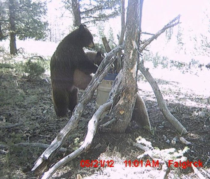 62 Times Hidden Cams Revealed What Animals Do When Nobody Is Watching, And It Was Hilarious